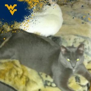 Meet your Posher, Todd